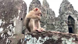 The Monkeys of Cambodias Ancient Temples 🇰🇭 [upl. by Neira]