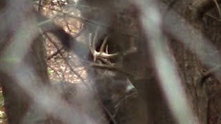 I SAW HIM AND HE IS A GIANT Deer Hunting Pennsylvania Rifle Season 2023 Hunting Pressured Whitetail [upl. by Frentz]