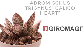 Adromischus trigynus quotCalico Heartquot [upl. by Nnaaihtnyc]