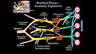 Brachial Plexus Pre and Postganglionic Injury  Everything You Need To Know  Dr Nabil Ebraheim [upl. by Iuqcaj]