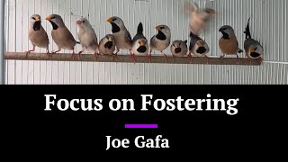 Focus on Fostering  Joe Gafa [upl. by Azilem]