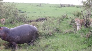 Grumpy hippo sprays poop at lion pride [upl. by Ainocal]