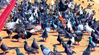 THE TOP VIDEO ON ROCK DOVES amp FERAL PIGEONS LIVES [upl. by Ilrebmik904]