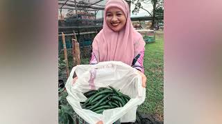 SMMH 1ST HARVEST ON OUR CHILI FERTIGATION SYSTEM [upl. by Melany]