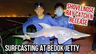 We Caught a Critically Endangered Fish  Surfcasting at Bedok Jetty  Shovelnose Ray [upl. by Nerag278]