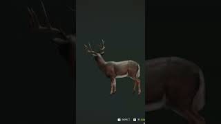 1st Diamond Whitetail on New England Mountains thehuntercallofthewild cotw [upl. by Carmon]