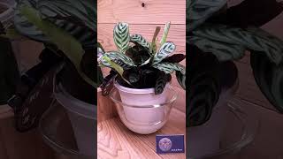 bottom watering dramatic plants Part14 timelapse plants nyctinasty indoorplants bottomwatering [upl. by Pru234]