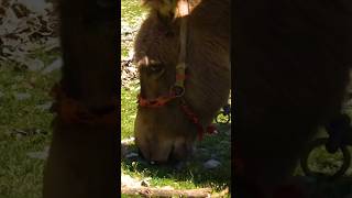 Domesticated animals of the Bakhtiari nomads in the Zagros mountain range [upl. by Ewan]