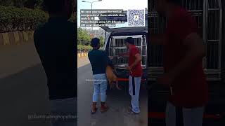 Please Donate to save lives🐕🙏🏻saveanimals helpanimals shorts viralshorts shortreels doglover [upl. by Marka]