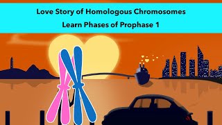 Stages of Prophase 1 of Meiosis with a visual mnemonic [upl. by Nuncia]