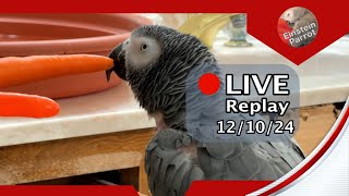 Einstein Parrot Live 121024 [upl. by Zorana]