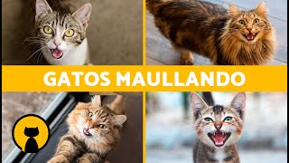 Los mejores MAULLIDOS de GATOS 🐱 ¡Gatos MAULLANDO Enojados Peleando Felices y Graciosos [upl. by Elson781]