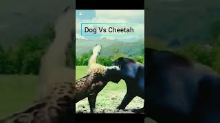 Dog Vs Cheetah fight dog cheetah fighting viral video [upl. by Grimbal]