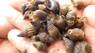 Coquillage  Shell  Mollusques  Nasse Réticulée  Gastéropodes  Bretagne  France [upl. by Annayrb]