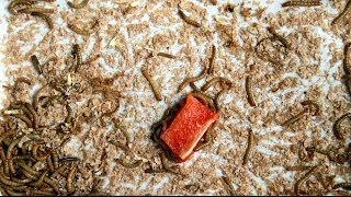 MEALWORMS vs PEPPER timelapse [upl. by Arlyne]