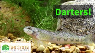 How to Keep Darters in a Planted North American Native Tank [upl. by Kired317]