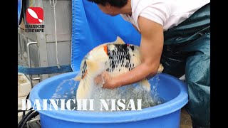 Dainichi Nisai Sanke Showa harvest [upl. by Eninnej]