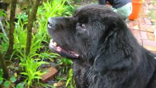 Loud Newfoundland Dog [upl. by Eugene]