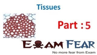 Biology Tissues part 5 Simple Permanent tissueParenchymaCollenchymaSclerenchyma CBSE class 9 IX [upl. by Jewett]