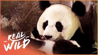 What do Pandas Eat  In the Wild and In Captivity  Pandas Diet [upl. by Karena]