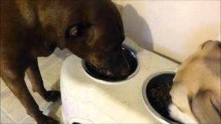 Orijen Dry Kibble amp Freeze Dried Dog Food Review amp Demo  from chewycom [upl. by Gabriela144]