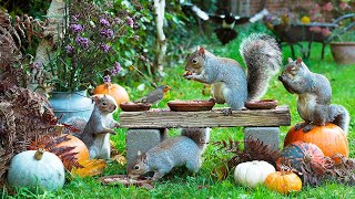 Pet TV 🎃 Birds amp Squirrels Rummage Around the Pumpkins 🍂 Relaxing Videos for Pets 4K HDR [upl. by Snehpets168]