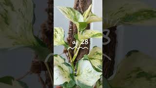 Day 28  Manjula Pothos stick Growth Process balconygarden houseplants manjulapothos stickplant [upl. by Htinnek944]