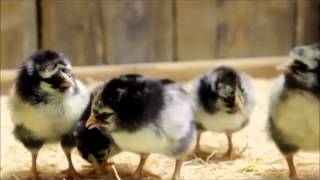 Silver Laced Wyandotte Chicks [upl. by Auqinahc]