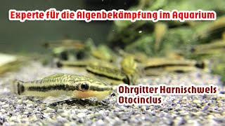 Ohrgitter Harnischwels  Otocinclus Experte für die Algenbekämpfung im Aquarium [upl. by Rayham]