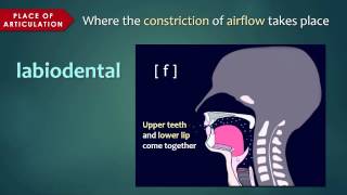 Introduction to Articulatory Phonetics Consonants [upl. by Odette]