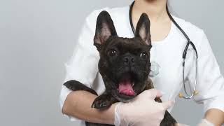 The Cost Of Breeding French Bulldog [upl. by Einhapets]