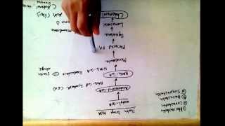 Statin drugs mechanism of action  treat hypercholesterolemia [upl. by Bashee]