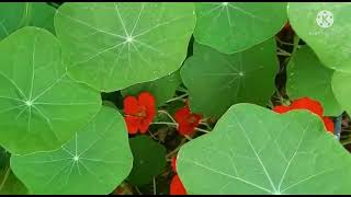 Tropaeolum majus Nasturtium Introduction and uses [upl. by Ahsela731]