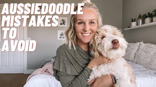 AUSSIEDOODLE  TOP 10 Mistakes to Avoid With Your Aussiedoodle [upl. by Eycats]