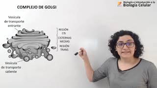 27 Biología celular Golgi Endosomas Lisosomas [upl. by Suinuj187]