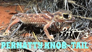 South Australia Herp Trip Part 3  Pernatty Knobtailed Gecko  Nephrurus deleani [upl. by Merci]