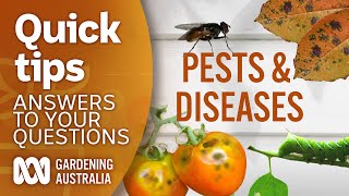 Pests diseases  Your questions  Our answers  Gardening Australia [upl. by Tullusus]