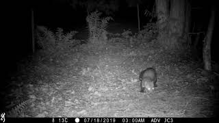 Stone marten vs cat Stone marten familySteinmarderHusmår best at 1080p [upl. by Walling]