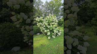 Limelight PG Hydrangea flower gardenflower gardenplant nature flowergarden [upl. by Aeslahc]