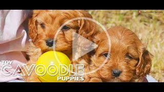 Cavoodle puppies chevromistpuppies [upl. by Neelhtak530]