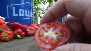 ⟹ Tigerella Tomato Lycopersicon esculentum TASTE TEST AND REVIEW STRIPED TOMATO [upl. by Cobb]