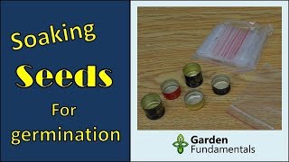 Best way to soak seeds for fast germination [upl. by Ayisan249]