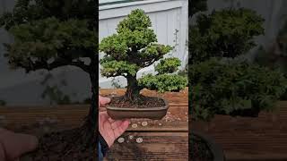 Cryptomeria japonica Shohin bonsai shohinbonsai shohin [upl. by Photima]