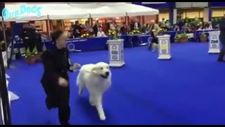 Manchester Dog Show  Pastoral Group [upl. by Kamat]