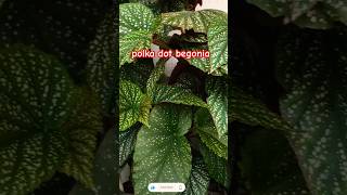 polka dot begoniapolka dot begonia carepolka dot begonia propagationshortsyoutubeshorts [upl. by Hannahs]