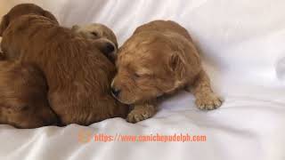 Toy poodle puppy two weeks old by Caniche Pudel Philippines [upl. by Nimoynib]