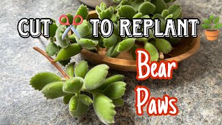 BEAR PAWS CARE amp PROPAGATION [upl. by Enilekaj]