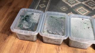 Tropical Terrarium Plant Propagation Boxes [upl. by Aramad576]