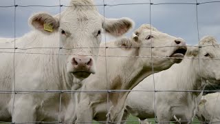 Burping Cows Try New Diet [upl. by Ellives]