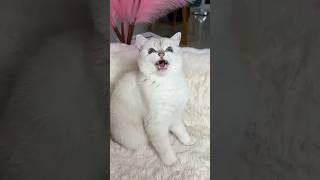 When cats get angry 😡😡 👿angry shorts youtube [upl. by Sina581]